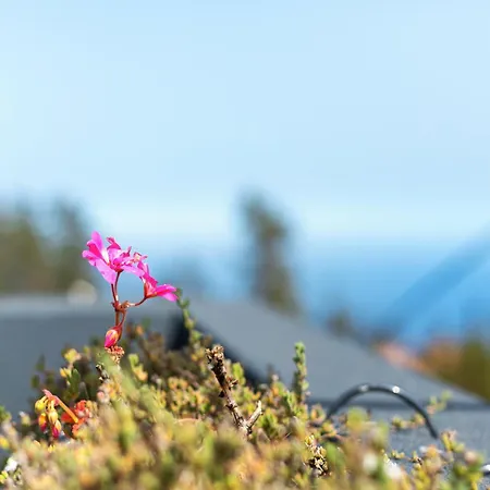 Palheiro Dos 3 A's - Soulful *