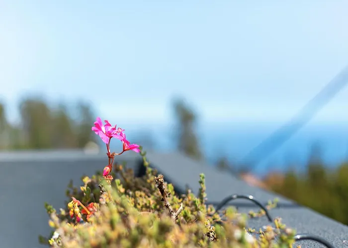 Palheiro Dos 3 A's - Soulful *